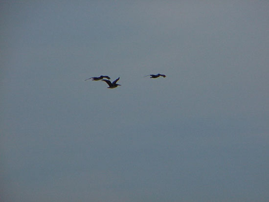 2 pelicans 2