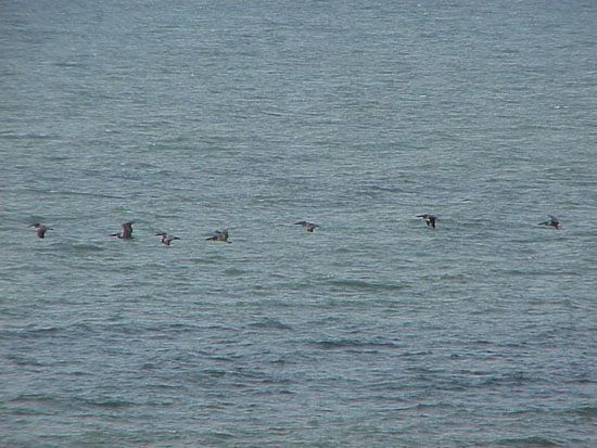 2 pelicans 5