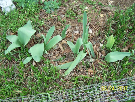 07 02 tulip plants