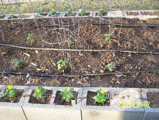 07 08  tomatoes jalapenoes and corn