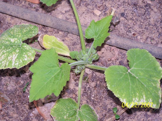 07 17 zuccini buds