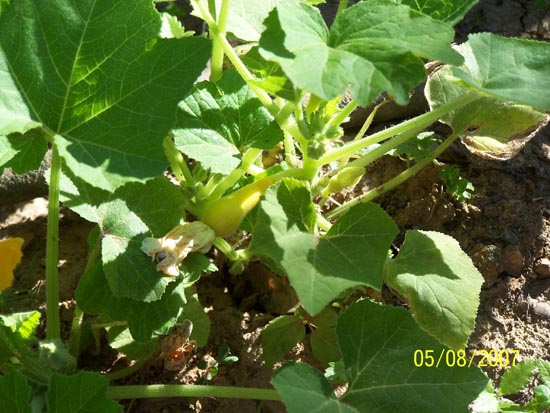 07 38 baby squash