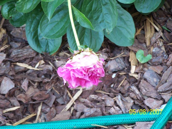 07 44 peonie bud