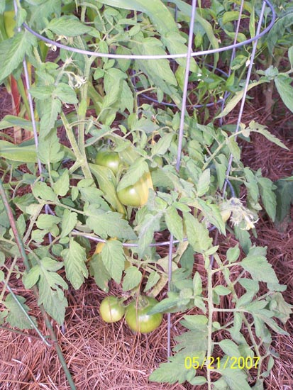 07 50 tomatoes