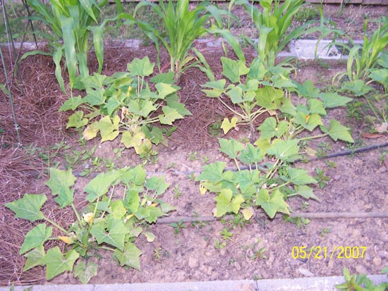 07 52 yellow squash