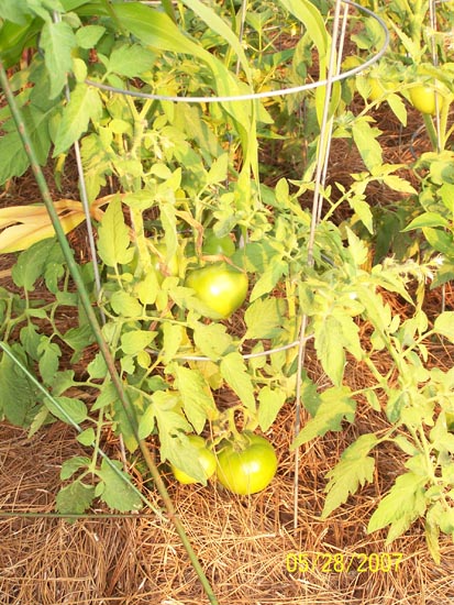 07 59 tomatoes