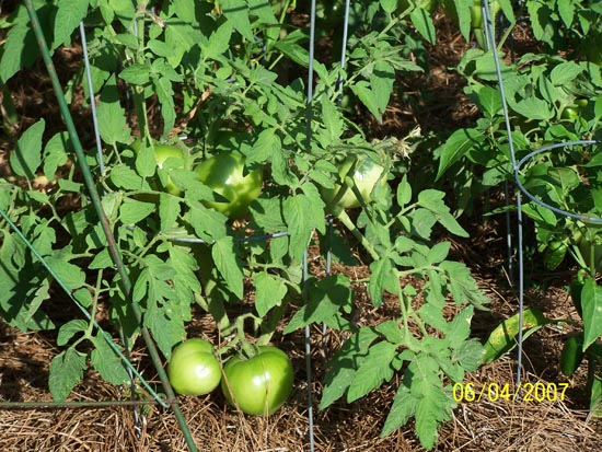 07 73 tomatoes