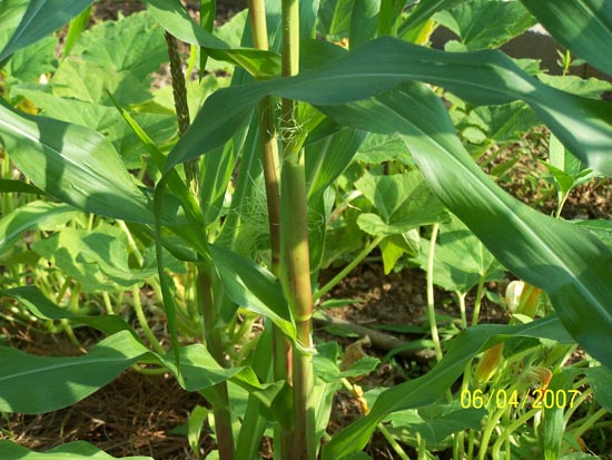 07 78 corn ears