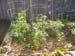 07 34 tomatoes-peppers