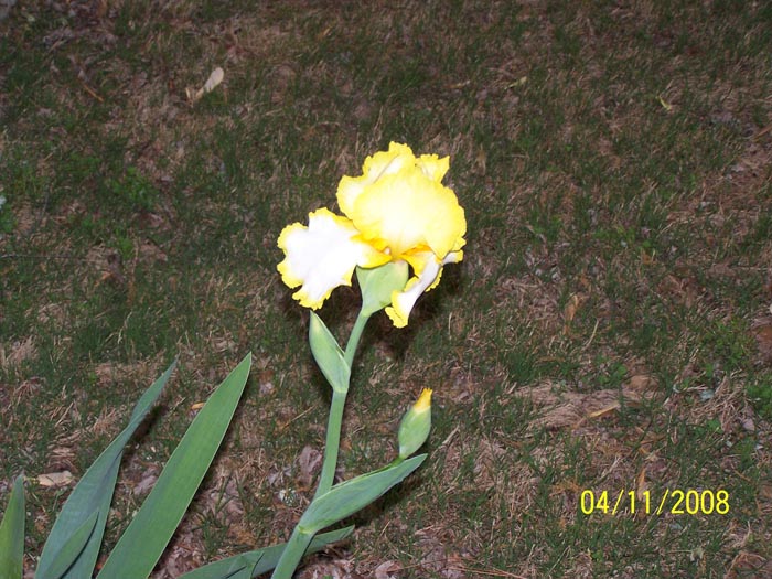 08 04 yellow iris