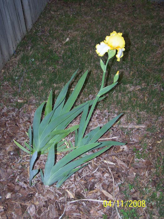 08 05 yellow iris