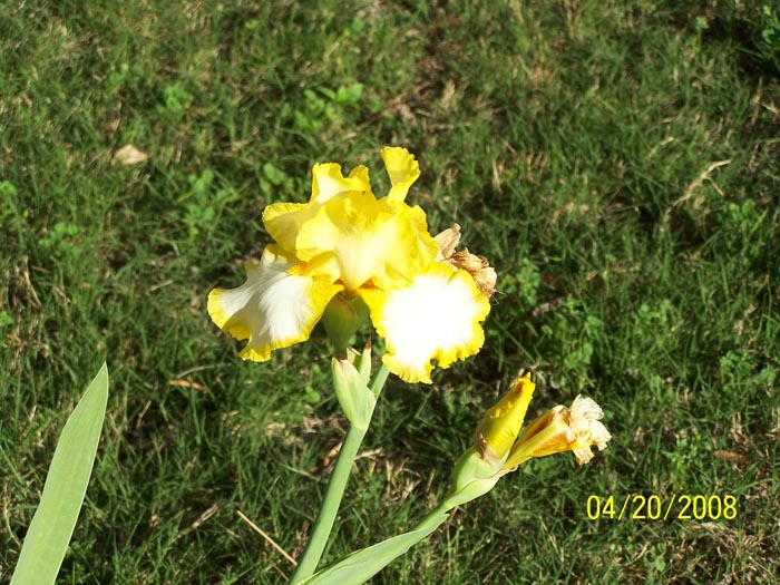 08 08 yellow iris