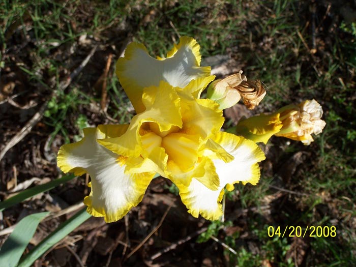 08 09 yellow iris