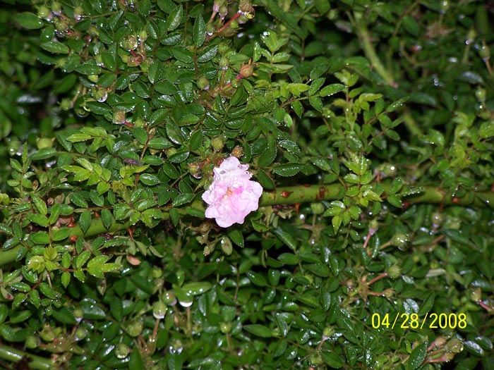 08 24 burnett rose blooms