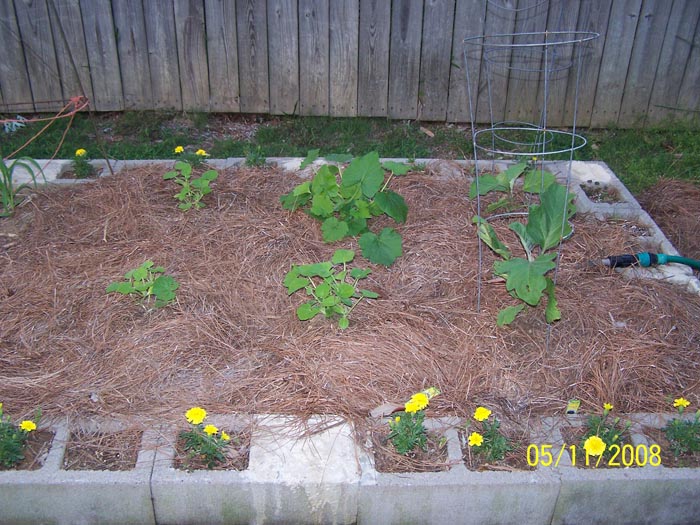 08 63 eggplant and squash