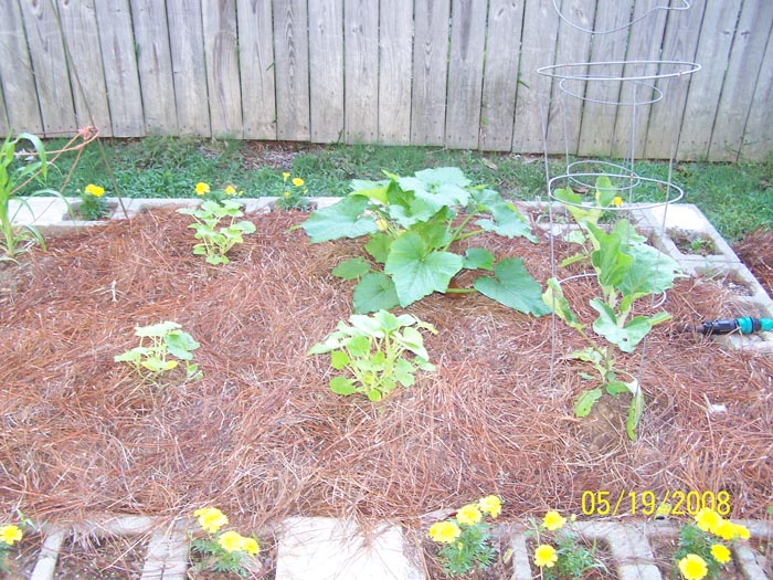 08 79 eggplant and squash