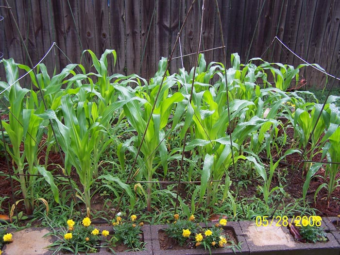 08 94 corn