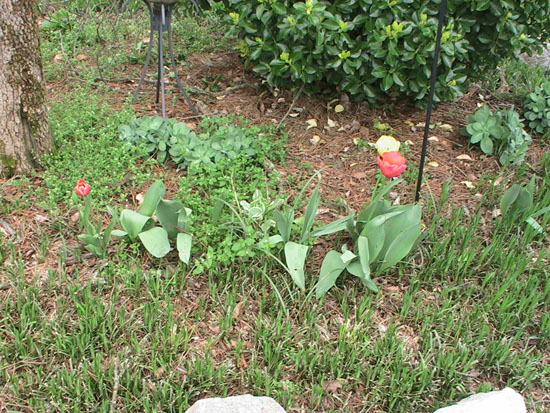 05-03 13 tulips and hydrangas