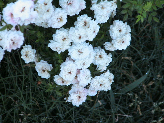 05-05 22 burnett rose cluster