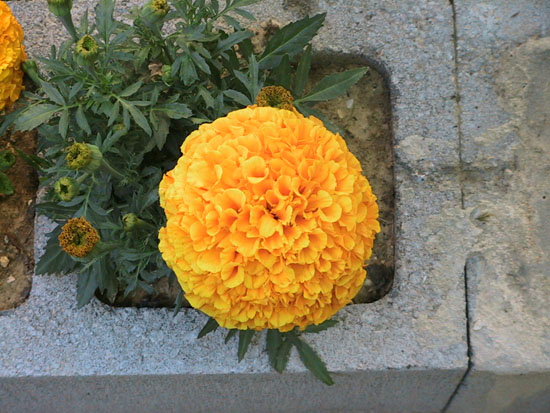 05-05 28 big marigold