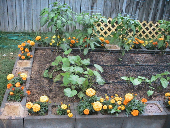 05-06 44 squash and pepper plants