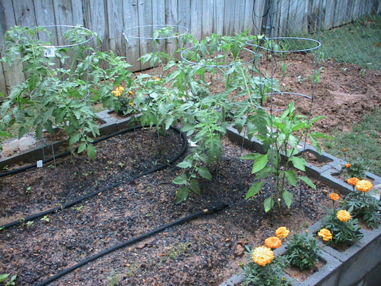 05-06 47 onions-pepper and tomatoes