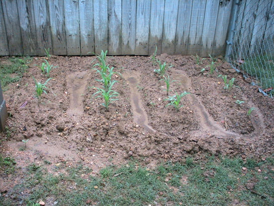 05-06 48 corn and wmelon