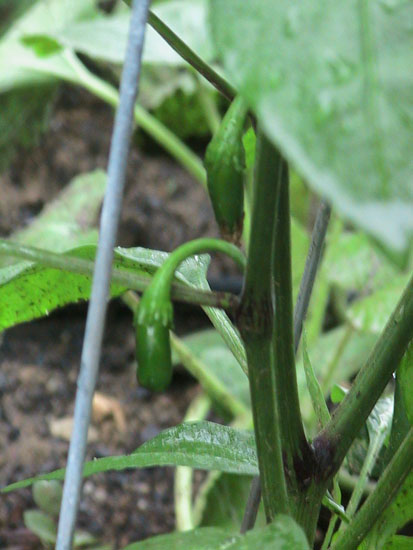 05-06 52 baby jalapeno