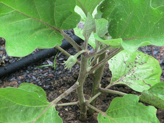 05-06 53 eggplant buds