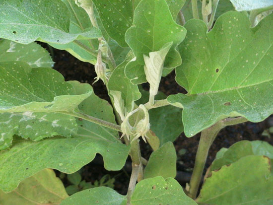 05-06 70 eggplants