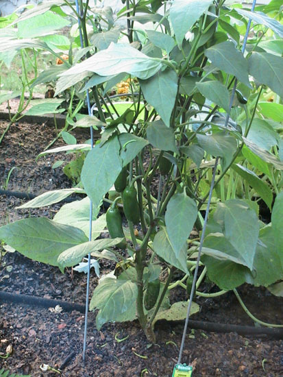 05-06 75 jalapeno2