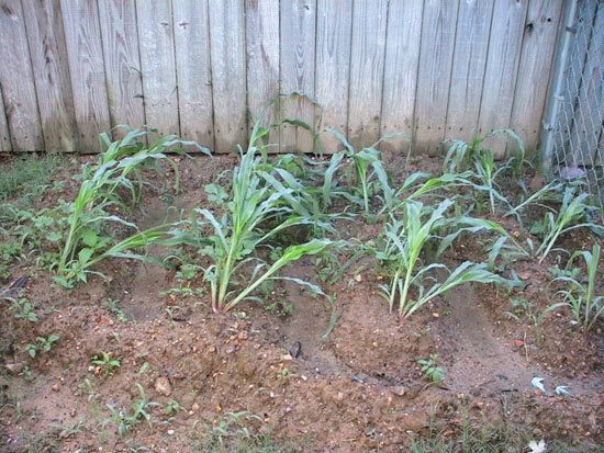 05-06 79 corn wmelon