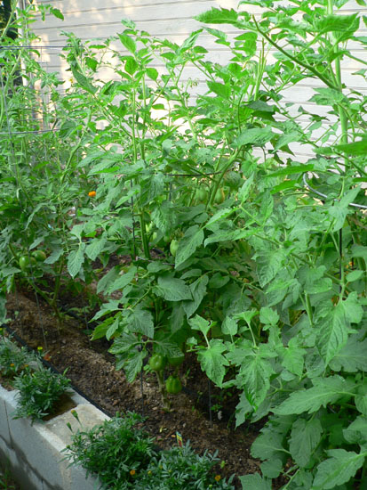 05-06 90 more romas