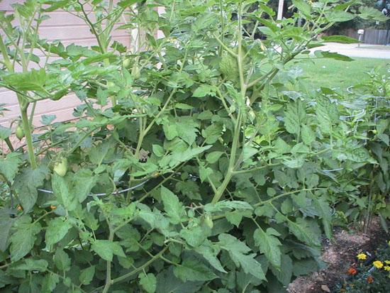 05-06 98 tomatoes