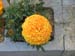 05-05 28 big marigold