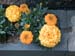 05-06 54 marigolds