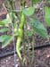 05-06 61 banna peppers