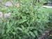 05-06 98 tomatoes