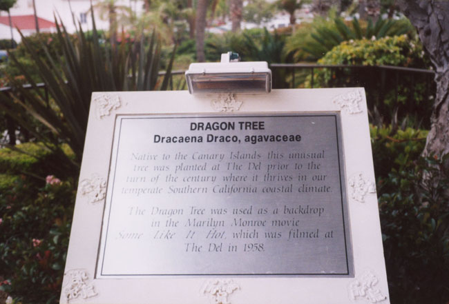 sddragontree