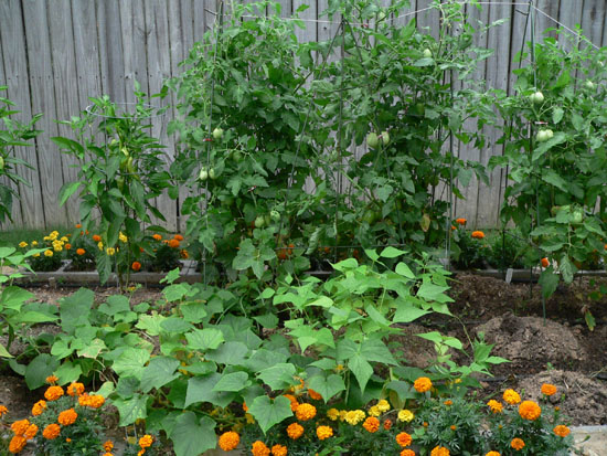 05-07 02 garden