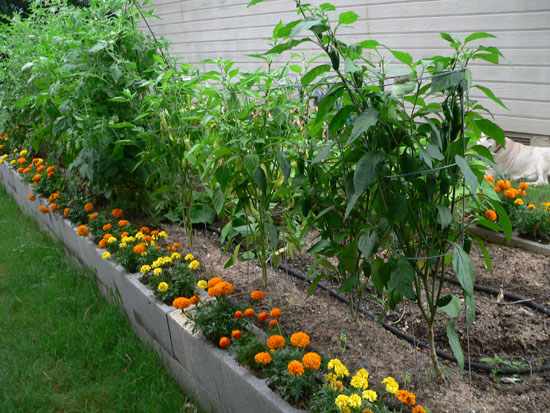 05-07 09 peppers