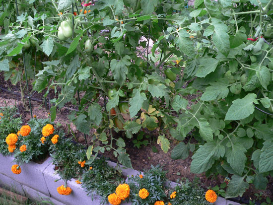 05-07 11 tomatoes