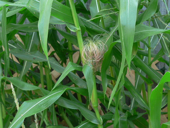 05-07 17 corn