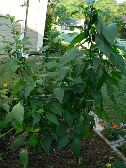 05-07 21 peppers