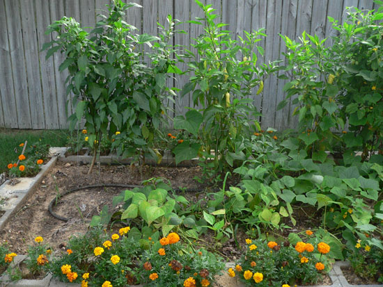 05-07 25 garden