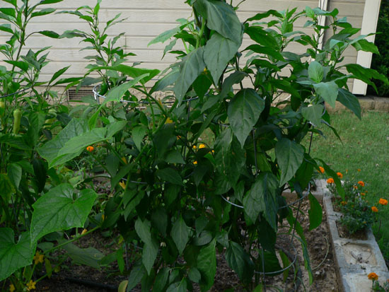 05-07 33 peppers