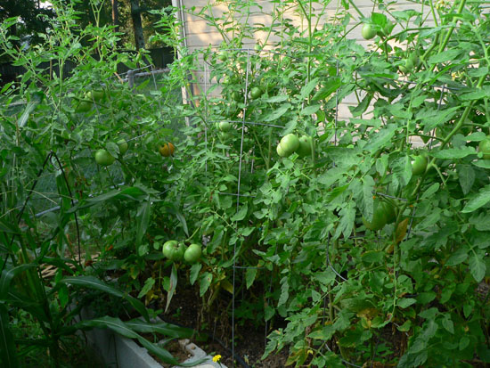 05-07 35 tomatoes