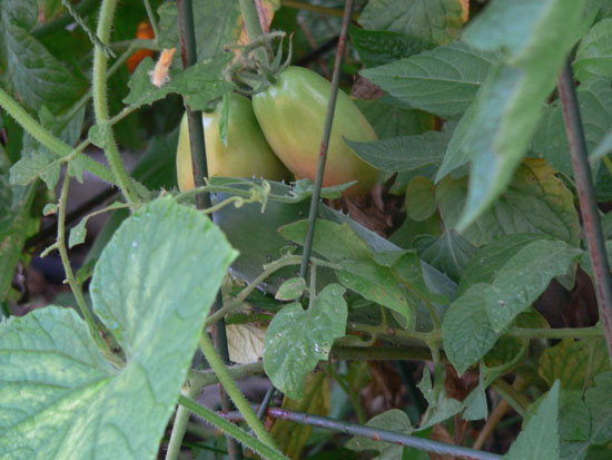 05-07 36 tomatoes-cucumber