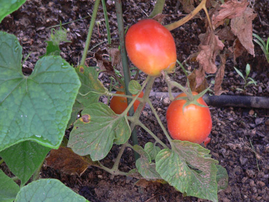 05-07 37 upsidedown tomatoes