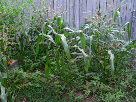 05-08 44 corn